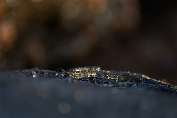 Small fish are climbing on the rock near the coast. Alticus monochrus on Mauritius island. Fish who can croal out of water and feed on the stones. 