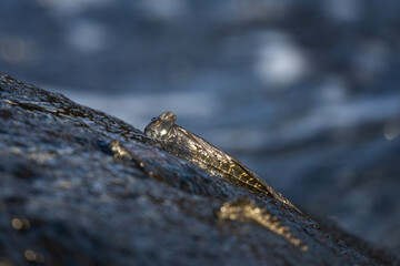 Small fish are climbing on the rock near the coast. Alticus monochrus on Mauritius island. Fish who can croal out of water and feed on the stones. 
