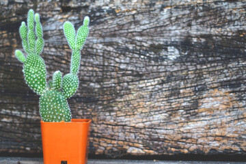 cactus in the desert