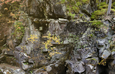A fragment of a rocky mountain. Textured rocks of the Rocky Mountains. A rock overgrown with green vegetation. The texture of a stone mountain