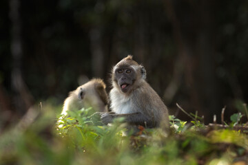 Crab eating macaque troop are looking for food in the forest. Macaque on the Mauritius island. Small monkey is exploring nature.