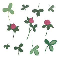 Clover flower, petals and leaves. Gouache illustration. Isolated objects on a white background.