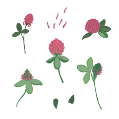 Clover flower, petals and leaves. Gouache illustration. Isolated objects on a white background.