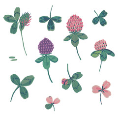 Clover flower, petals and leaves. Gouache illustration. Isolated objects on a white background.