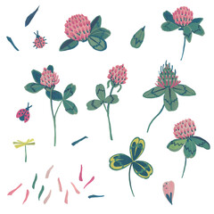 Clover flower, petals and leaves. Gouache illustration. Isolated objects on a white background.