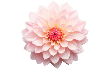 Dahlia flower Brightest Blossom Transparent PNG