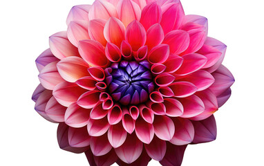 Dahlia Pink flower Transparent PNG