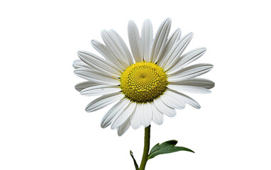 White Daisy Flower Blossom Transparent PNG