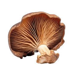 Dried Chestnut mushroom isolated