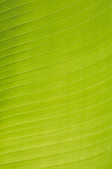 Close-up photo of fresh green banana leaves background