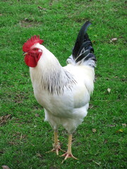 A white rooster in the backyard of a farm