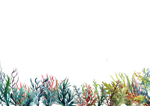 Seaweed underwater plants. Green Laminaria watercolor illustartion. Nautical frame