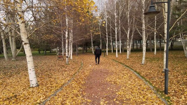 autumn trees in the park