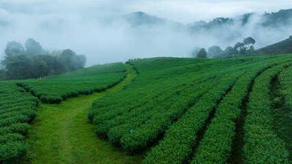 tea plantation in the north of Thailand with an early morning mist. mountain background in the rainy season, This place is famous for green tea and eco tourism site.