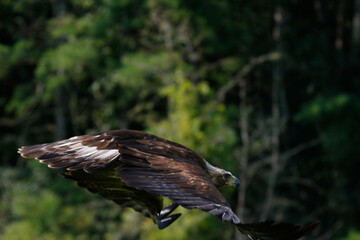 Obraz premium Adult Golden eagle (Inuwashi) is circling to search a prey in the blue mountains background