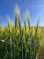 Auf dem Sand in Wolfsburg-Unkeroda - Gerste