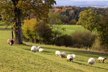 kleine Schafherde auf einer herbstlichen Wiese