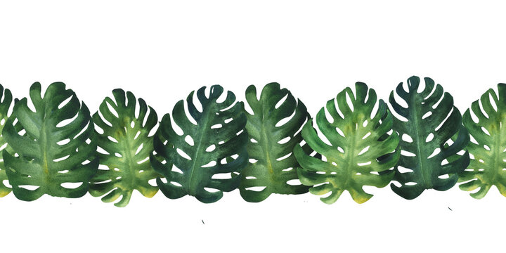Watercolor illustration banner, frame or template composition of tropical mostera leaves. Seamless print for children's wallpaper. Green tropical plants, hand drawn, isolated