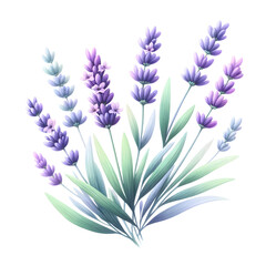 Fototapeta na wymiar Delicate watercolor lavender flowers in full bloom, shades of purple and blue, white background