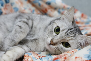 cat lying on the bed,Cat Images are used to advertise pets, pet food, and pet supplies.