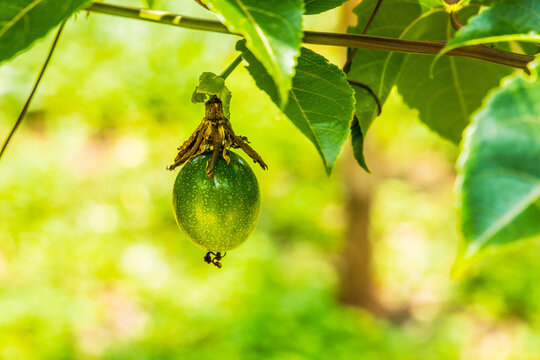 diverse african nature useful edible plants