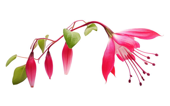 Fuchsia Flower in Full Bloom Transparent PNG