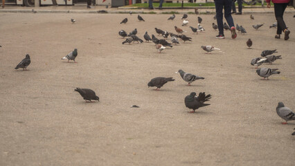 ptaki gołębie ulica grecja piękna okolica saloniki © Tymoteusz