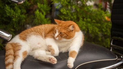 kot  grecja saloniki ateny © Tymoteusz