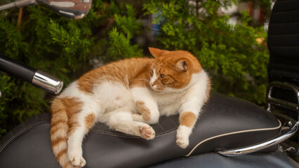 kot  grecja saloniki ateny © Tymoteusz