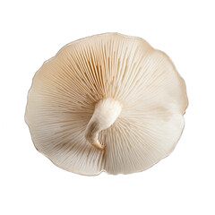 Dried White button mushroom isolated