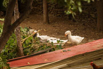 gęsi ulica grecja piękna okolica saloniki © Tymoteusz