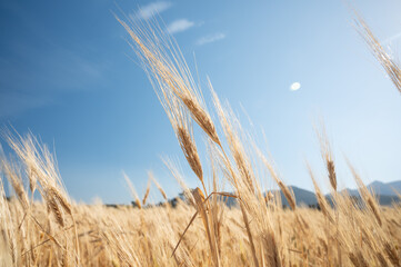 Low angle view of wheat crop against blue sky. Golden ripe wheat