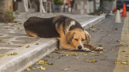 pies grecja saloniki ateny © Tymoteusz