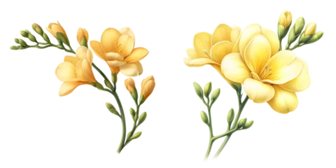 Foto op Canvas Yellow Freesia flower in watercolor, transparent background   © Link Parker