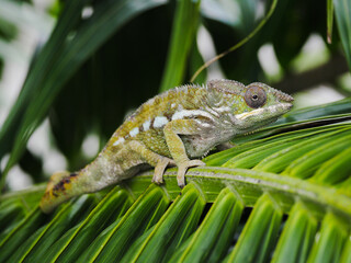 Green chameleon on a branch leaf of palm tree