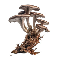 Dried Bluefoot mushroom isolated