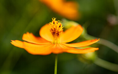 黄色い花のアップ