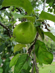 Single apple on branch of apple tree, parkdale, oregon