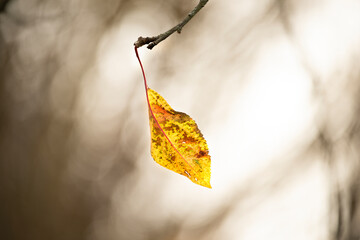 Lonely last dry leaf on a branch on a gray natural cloudy background