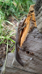 The name collared lizard comes from the lizard's distinct coloration, which includes bands of black around the neck and shoulders that look like a collar