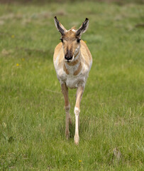Front view of pronghorn on grass