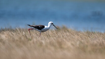 white Stilt in the grass