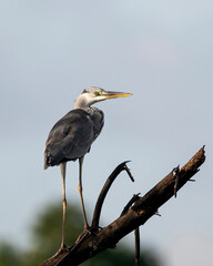 Grey heron on the perch