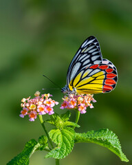 Butterfly on a beautiful flower