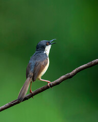 Ashy Prinia on a perch