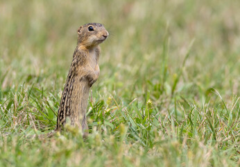 thirteen-lined ground squirrel standing in  grass - obrazy, fototapety, plakaty