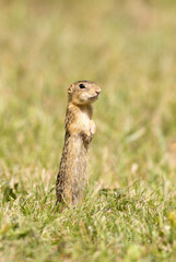 Naklejka na ściany i meble thirteen-lined ground squirrel in grass at attention