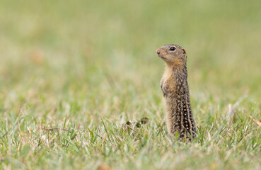 Naklejka na ściany i meble thirteen-lined ground squirrel standing in grass