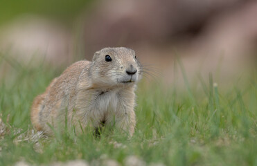 Young juvenile black-tailed prairie dog frontal view