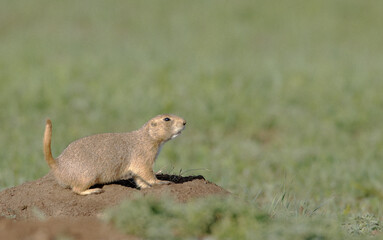 Prairie dog on watch at burrow